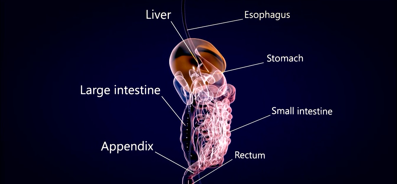 Journey Through the Digestive System - A Marvelous Adventure from Bite to Bye-Bye