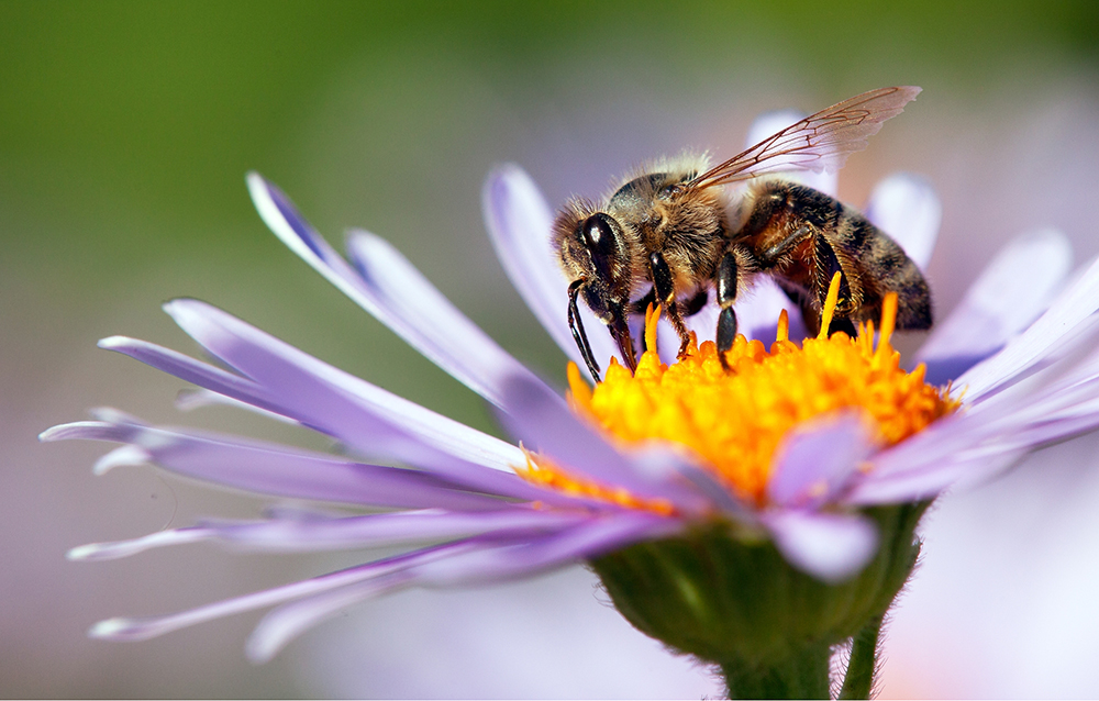 Biology _ Symbiotic Relationships in the Natural World