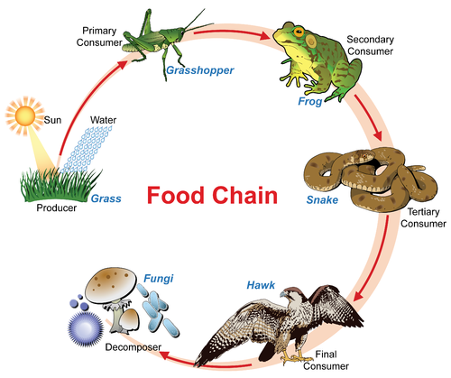 Biology _ How living things influence one another