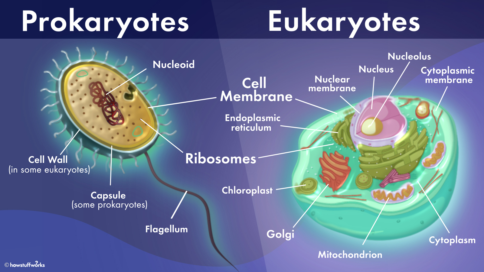 Biological Science 8 - Revision