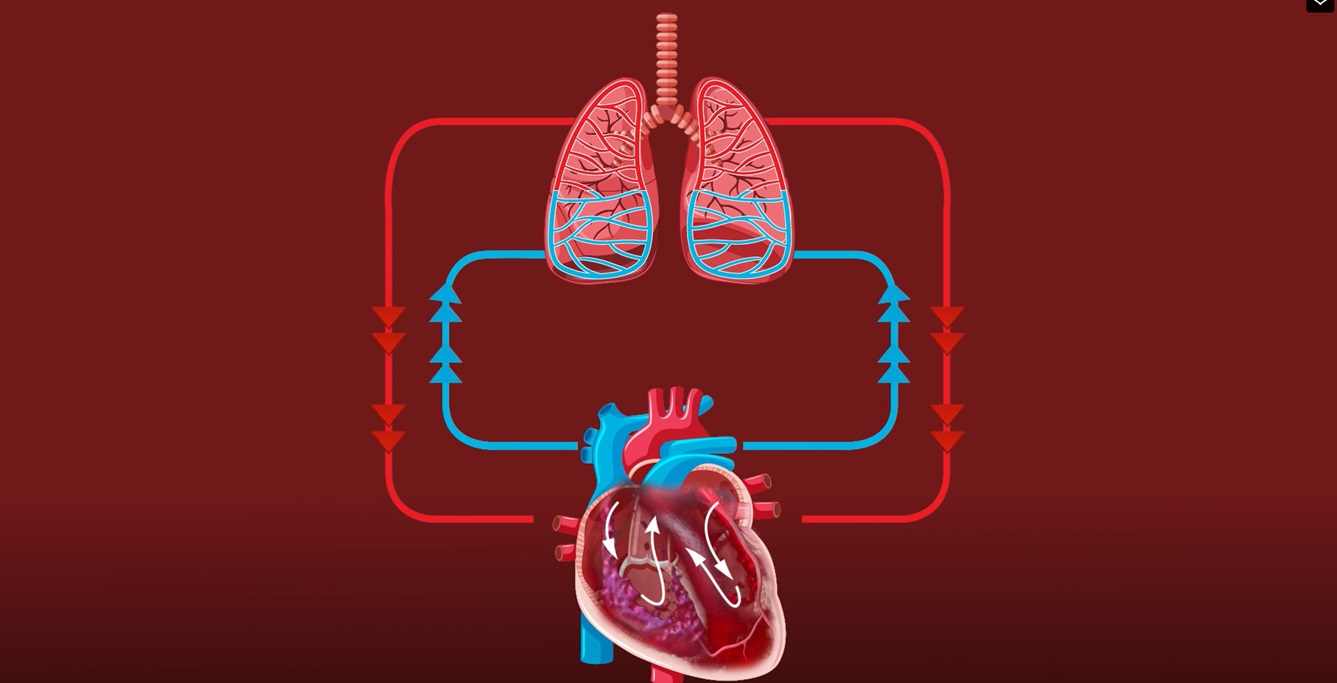 Unveiling the mystery of the Circulatory System